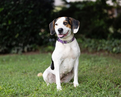 FARRAH - Beagle available for adoption