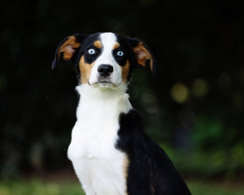 DODGER - Husky / Beagle available for adoption