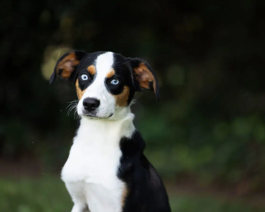 Dodger image 2