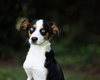 Dodger - Photo 2