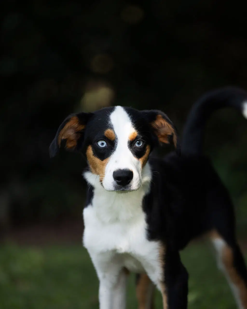Dodger image 3
