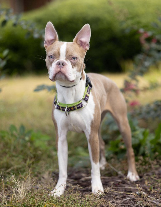 Sadie Mae, photo 2