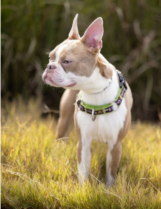 Sadie Mae, photo 3