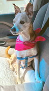 Cooper - Photo 1