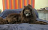 Leo (Chow) - Photo 1
