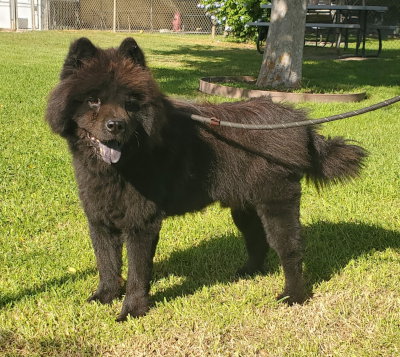 Leo (Chow), a dog for adoption from Canine Adoption and Rescue League