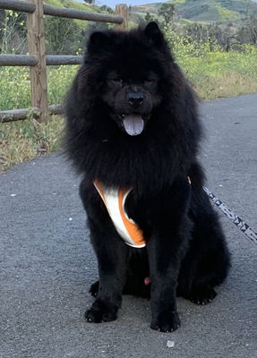 adoptable Dog in Ventura, CA named Leo (Chow)