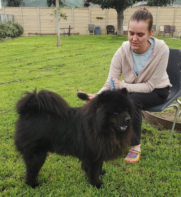 Leo (Chow)