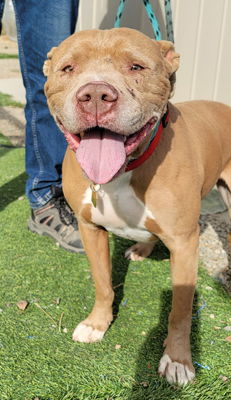 adoptable Dog in Ventura, CA named Lucky (Pit)