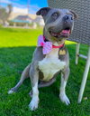 Chula - Photo 1