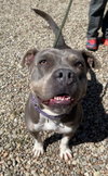 Chula - Photo 4