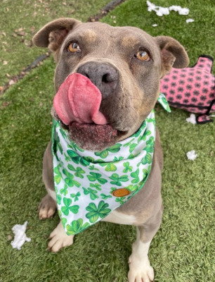 CHULA - American Staffordshire Terrier / Bulldog available for adoption