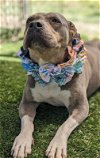 adoptable Dog in  named Chula