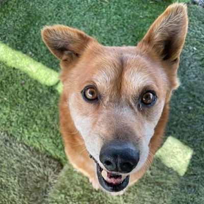 adoptable Dog in Ventura, CA named Red