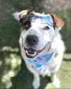 adoptable Dog in Ventura, CA named Leche