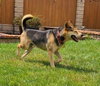 Rascal - Photo 3