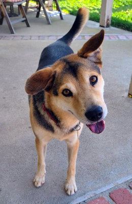 RASCAL - Shepherd available for adoption