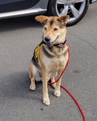 adoptable Dog in Ventura, CA named Rascal