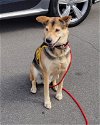 adoptable Dog in ventura, CA named Rascal
