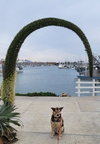 Rascal - Photo 4
