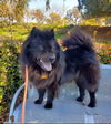 adoptable Dog in ventura, CA named Smokey