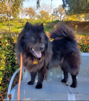 picture of the dog needing adoption