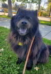 Smokey - Photo 4