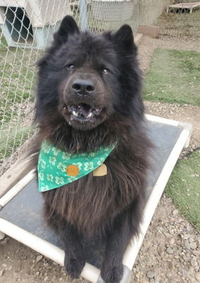 adoptable Dog in Ventura, CA named Smokey