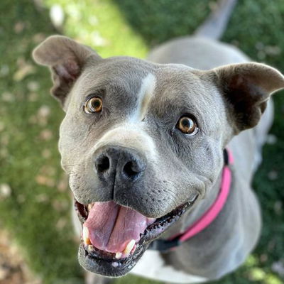 adoptable Dog in Ventura, CA named Athena