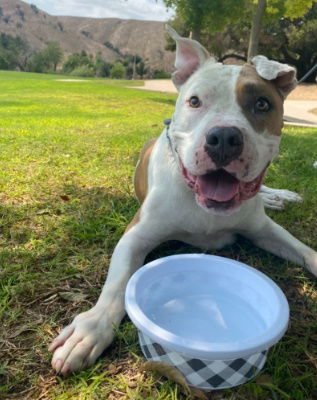 adoptable Dog in Ventura, CA named Marco