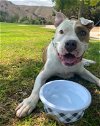 adoptable Dog in ventura, CA named Marco