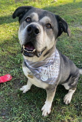 picture of the dog needing adoption