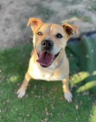 adoptable Dog in Ventura, CA named Cain