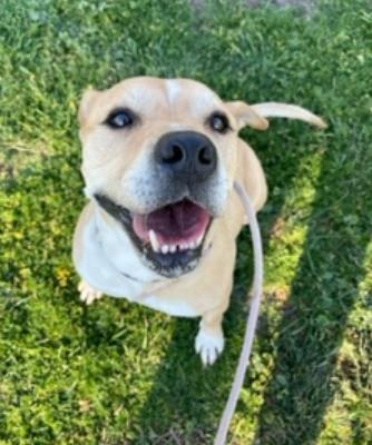 CAIN - Pit Bull Terrier available for adoption