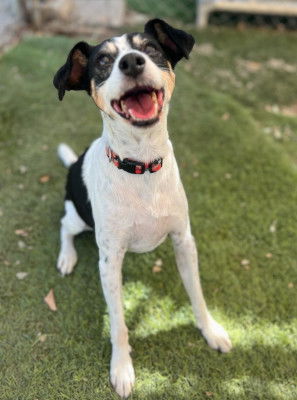 adoptable Dog in Ventura, CA named Jack