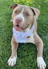 adoptable Dog in Ventura, CA named Santa