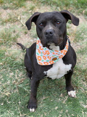 Maddie, an adoptable American Bulldog in Ventura, CA
