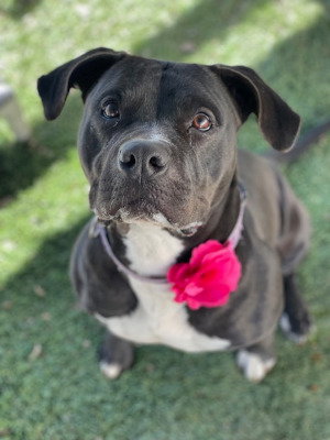 MADDIE - American Bulldog / Pit Bull Terrier available for adoption