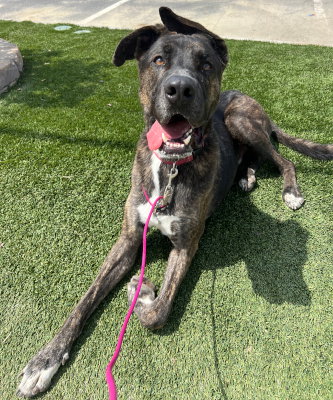 Photo 3 of Homer