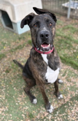 Homer, an adoptable American Staffordshire Terrier in Ventura, CA
