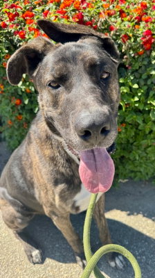 Homer, an adoptable American Staffordshire Terrier in Ventura, CA