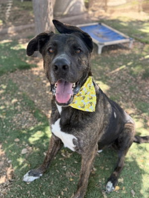 Homer, a dog for adoption from Canine Adoption and Rescue League