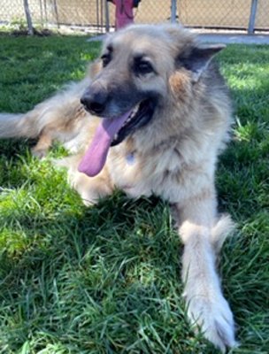 adoptable Dog in Ventura, CA named Roxy