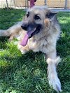 adoptable Dog in ventura, CA named Roxy