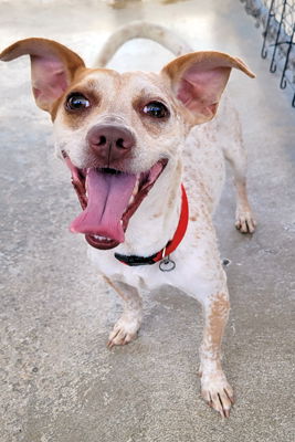 adoptable Dog in Ventura, CA named Freckles