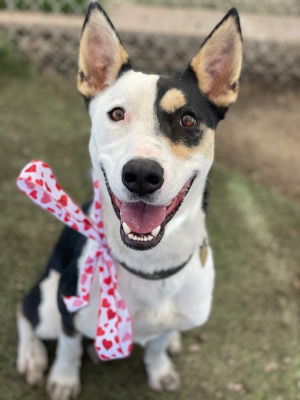 adoptable Dog in Ventura, CA named Louie