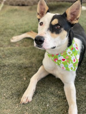 adoptable Dog in Ventura, CA named Louie