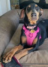 Farrah - Photo 2