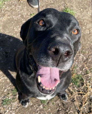 adoptable Dog in Ventura, CA named Leo (Lab)