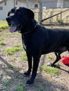 Leo (Lab) - Photo 2
